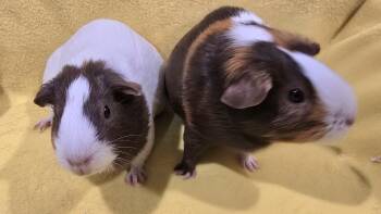 Rescue Guinea Pig Guinea Pigs for Adoption in New Kensington, Pennsylvania - Abigail And Charlotte | PetCurious
